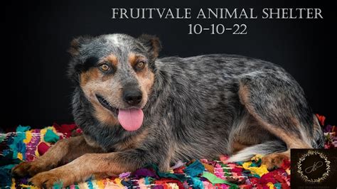 animal shelter fruitvale bakersfield ca|bakersfield animal care center adoptable.